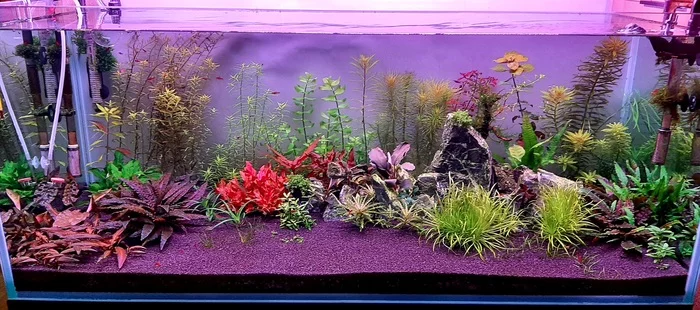 Aquarium 300l. Three months from launch - My, Aquarium, Plants, Aquarium herbalist, Aquarium, Longpost, 