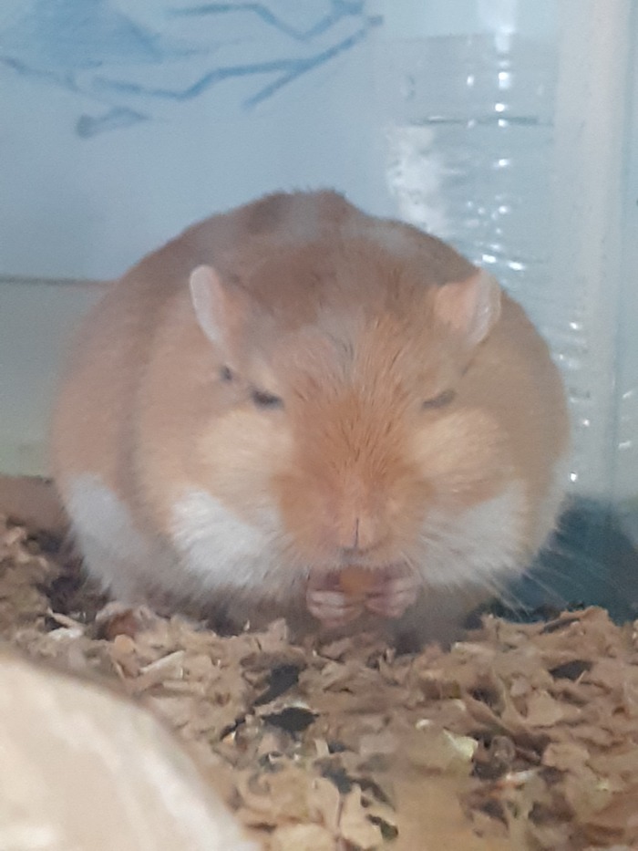 Бомбастик - откормленная песчянка argente gold