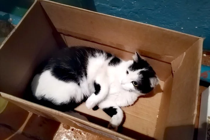 A cat named Cat - My, cat, Mousetrap, Box, Cosiness, Pets, 