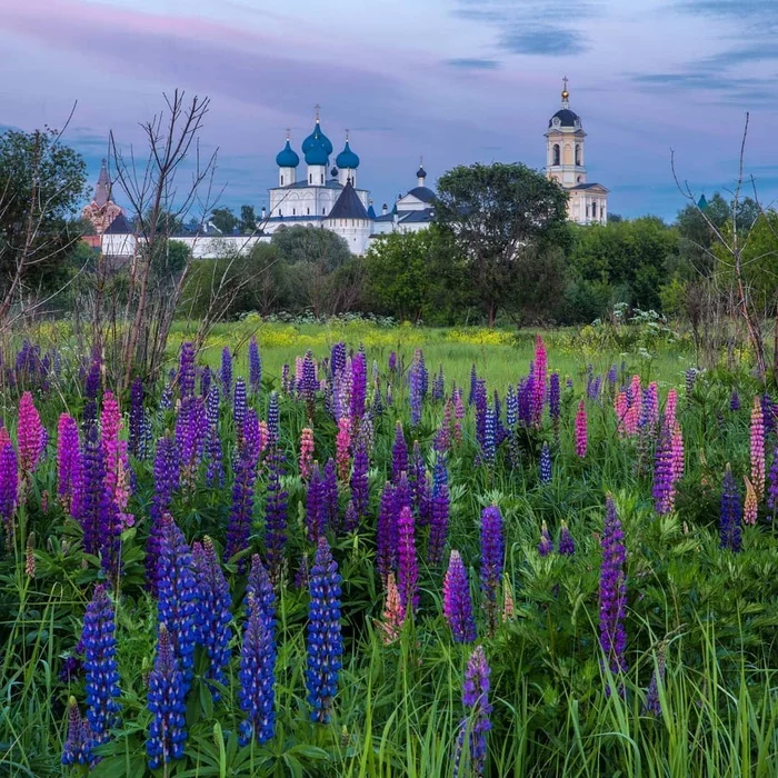Vysotsky Monastery, Serpukhov city - Serpukhov, Nature, beauty of nature, The photo, , Lupine