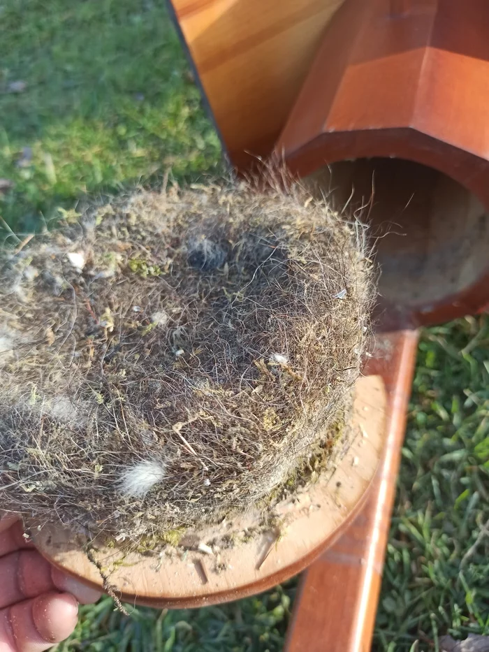 Sinichnik - My, Birds, beauty of nature, Predator birds, Nature, Spring, Ornithology, The nature of Russia, Tit, Big, Birdhouse, Hollow, Nest, The park, Presents, Do, With your own hands, Video, Vertical video, Longpost, 