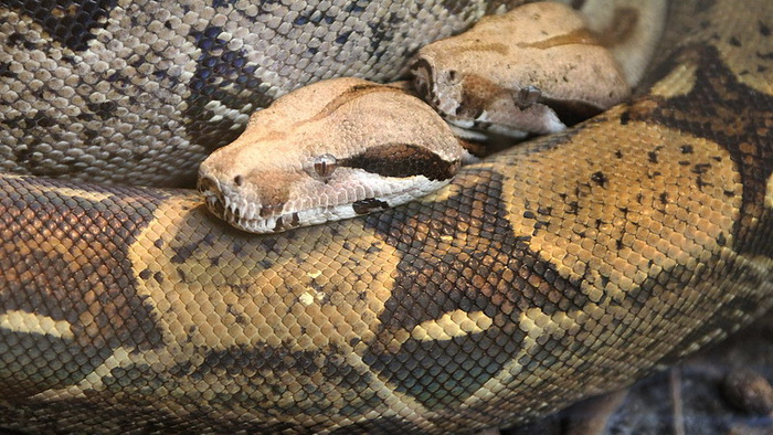 Why don't boas suffocate while hunting? - Boa, Breath, Scientists, Research, College, Pennsylvania, USA, Animals, Snake, Reptiles, Science and life, 