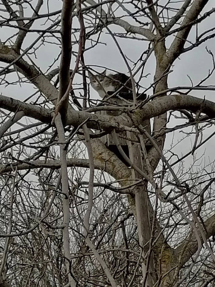 The food has to come! - My, cat, Birdhouse, 