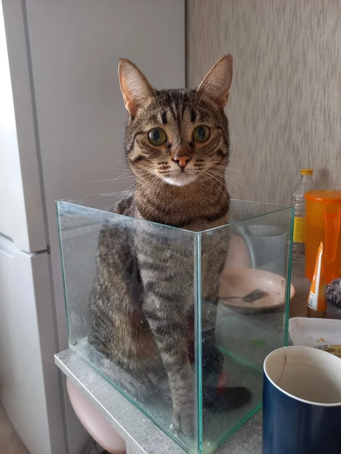 Help me find - My, Lost cat, Khimki, Longpost, cat, No rating, Repeat