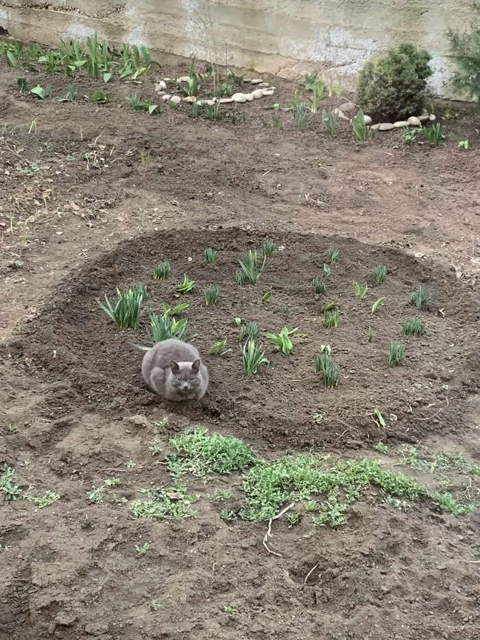 The Cat Has Risen - My, cat, Flower bed, 