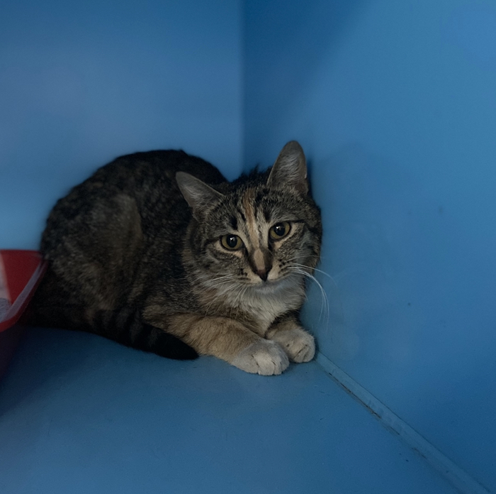 Meatball. there's nowhere to go on Sunday... - Help, Animal shelter, Moscow, Moscow region, Kindness, Longpost, In good hands, No rating, cat, 