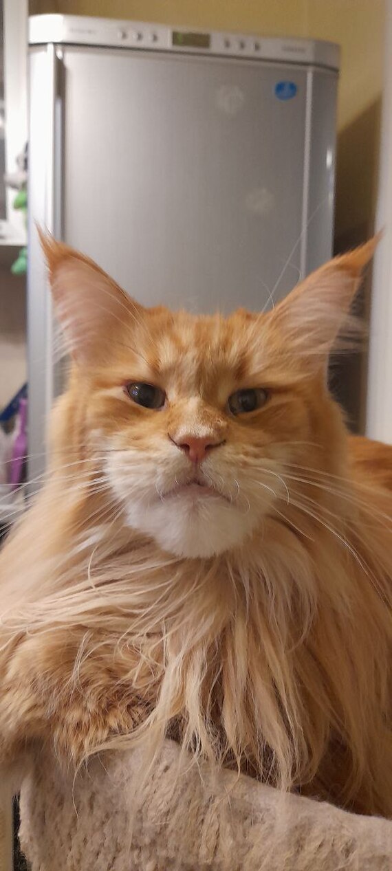 I'm not a redhead, I'm a brakeman - My, cat, Maine Coon, Red, 