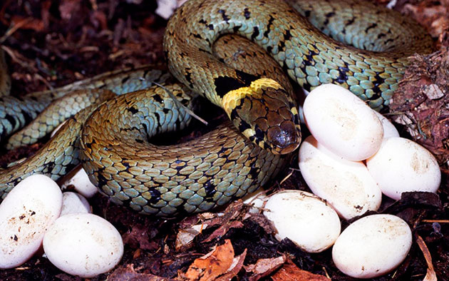 Размножение змей | Пикабу