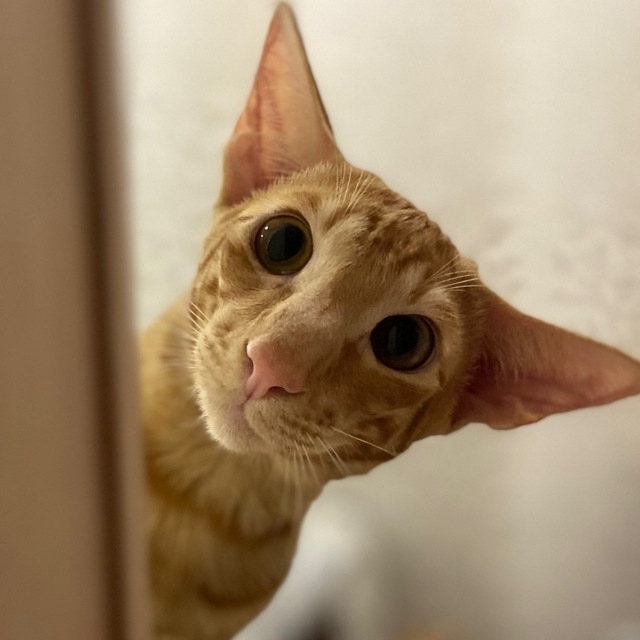 Hello! - My, Oriental cats, cat, , Redheads