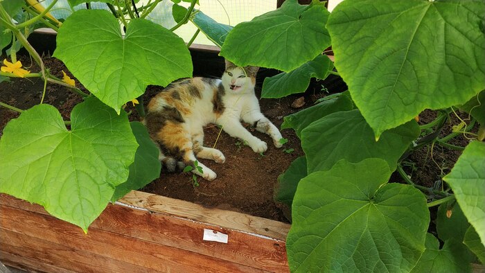 ������ � �������