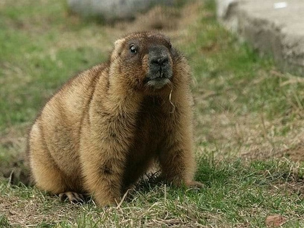 A groundhog escaped from the Moscow zoo and took Punchana with him - Marmot, Groundhog Day, Moscow Zoo, news, Animals, The missing, The escape, Longpost, April 1, 