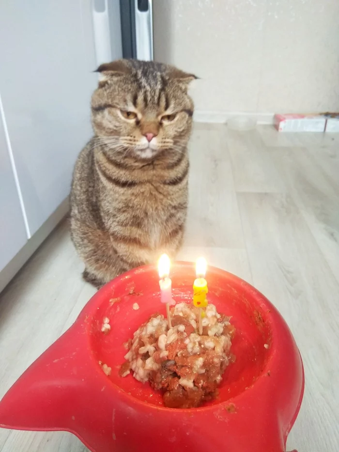 Happy Birthday, Youngest! - My, cat, Scottish lop-eared, 