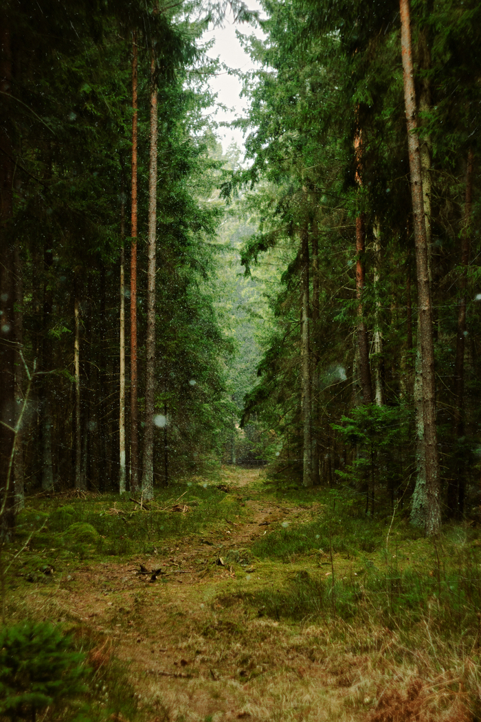 Весенний лес