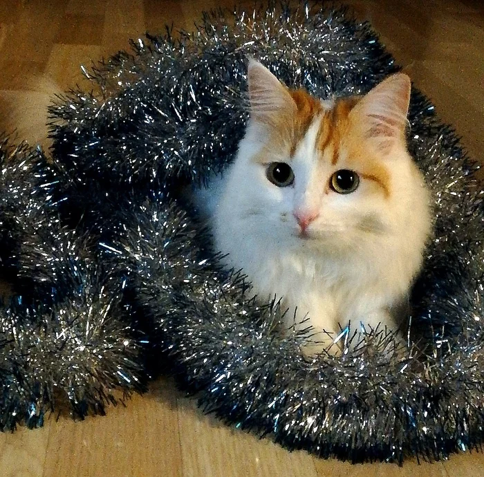 Christmas mood - The photo, cat, Spring, 