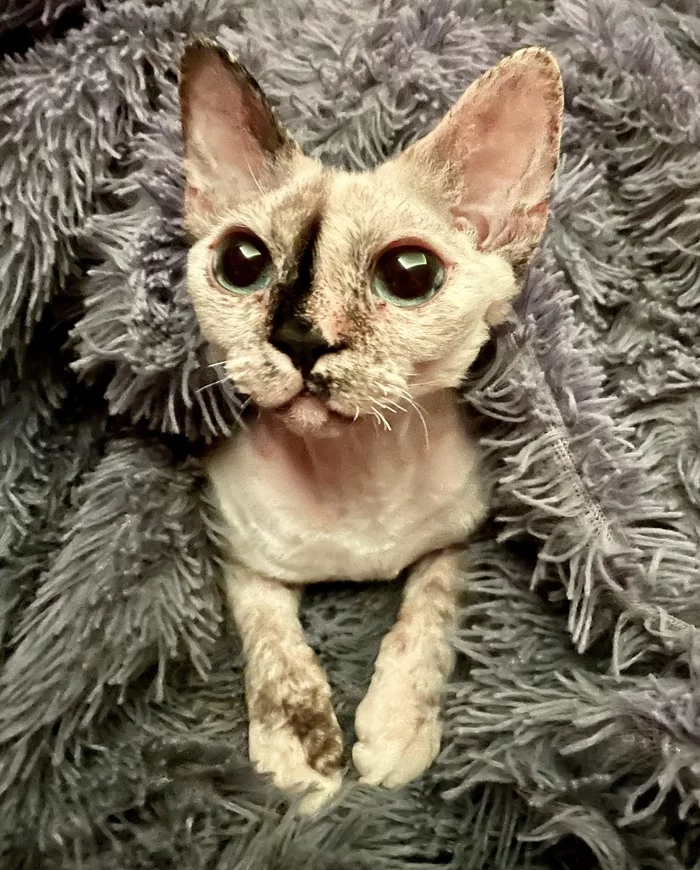 Saturday evening - My, cat, Spring, Devon Rex, Homemade, Milota, Cosiness, Aliens, Pets, Green eyes, 