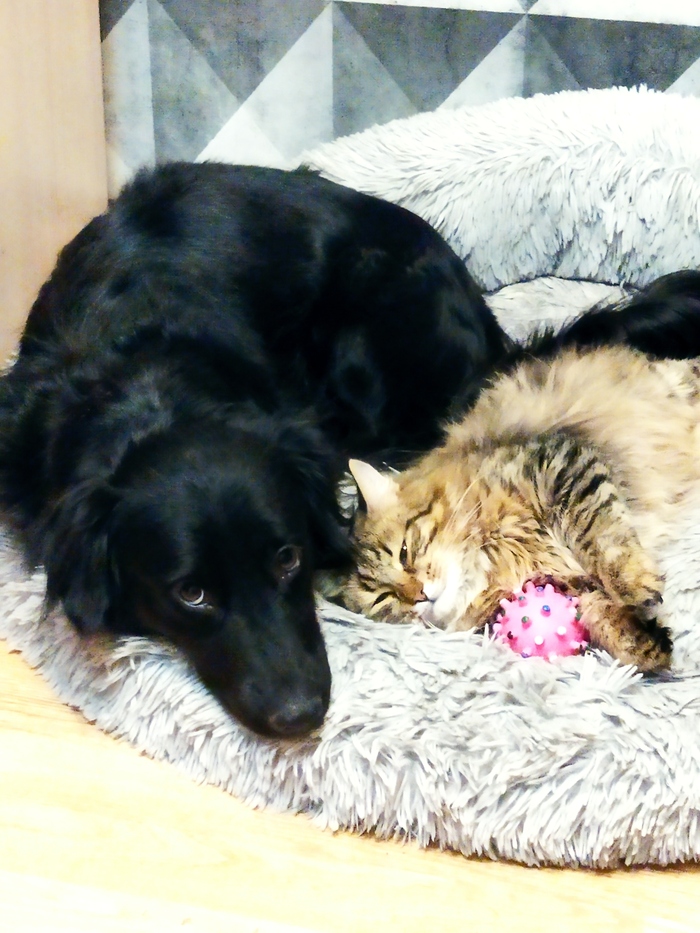 Наглая морда и грустные глаза