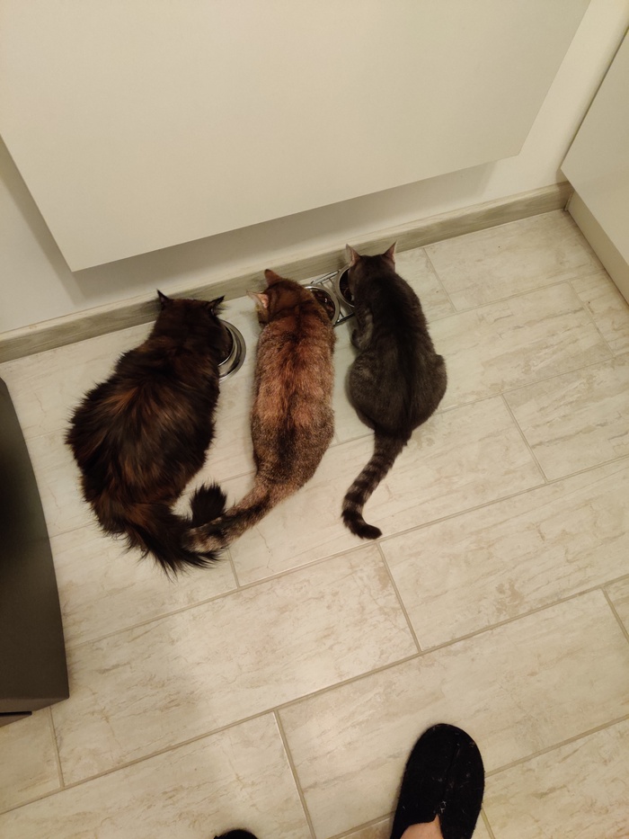 Я тоже достоин называться пикабушником