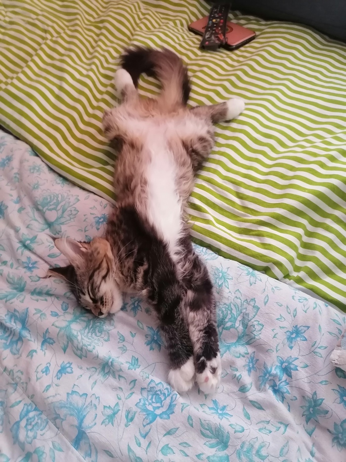 Сладких снов, пикабушники!