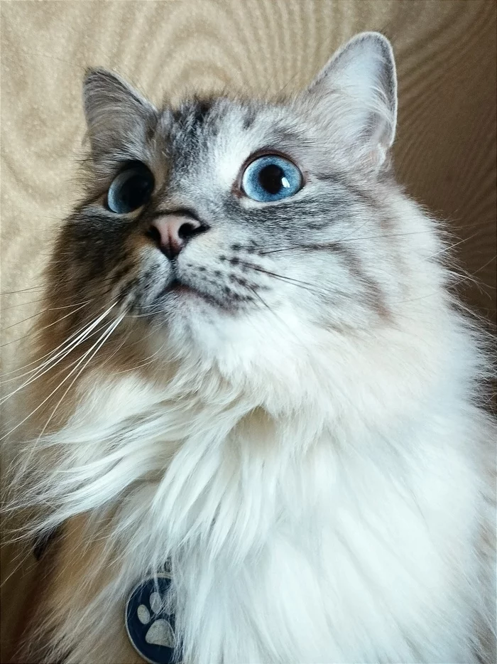 My Blue-Eyed - My, cat, Pets, 