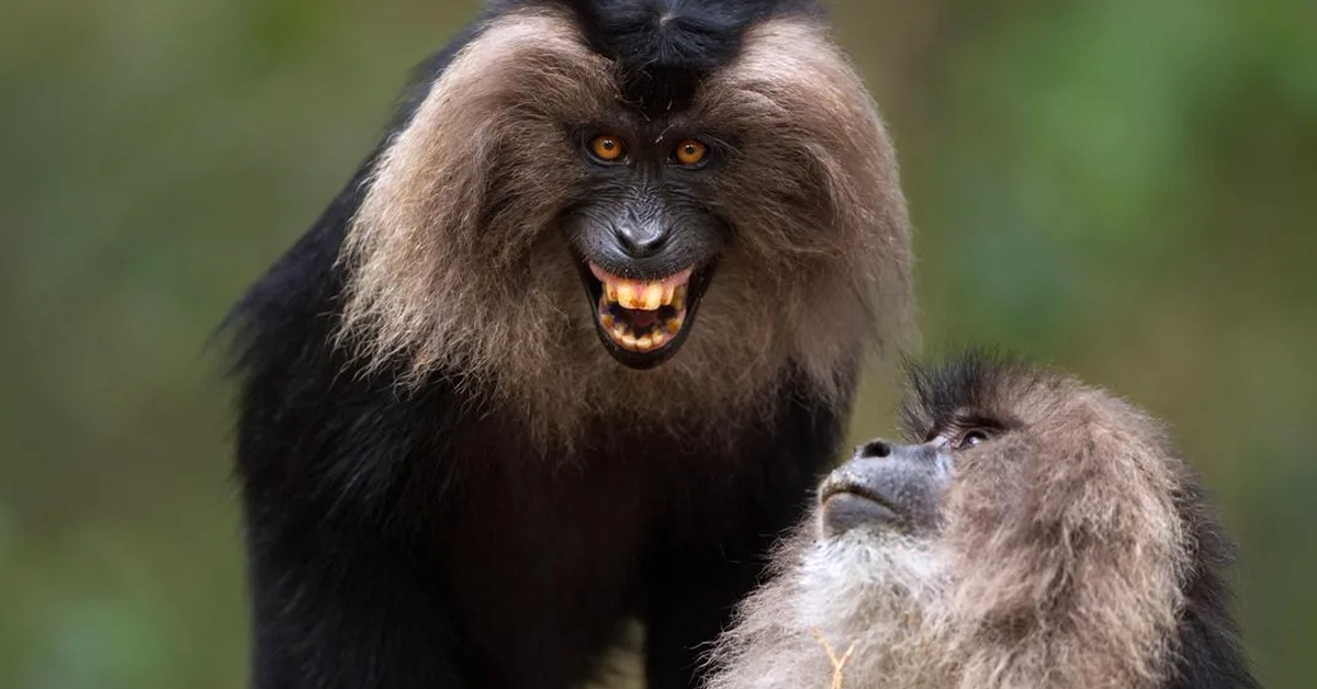 Мамака. Львинохвостые макаки. Львиный макак. Вандеру обезьяна. Lion-tailed macaque.