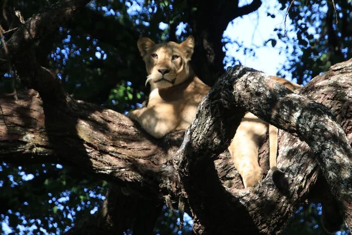 Lioness from Lake Manyara - My, Travels, Lioness, Africa, Tanzania, Safari, Big cats, Wild animals, Tree, 