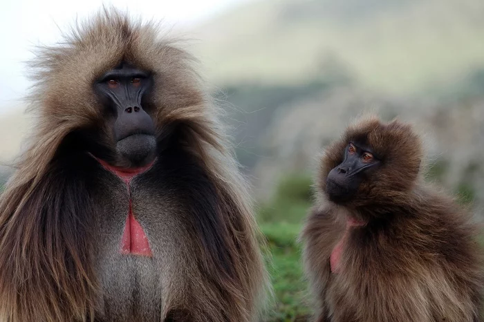 Hairy monkey - Monkey, The photo, Primates, Animals, Gelada, 