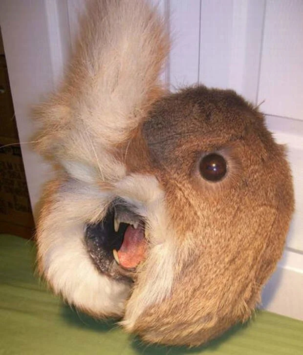 When taxidermists get bored, others get creepy. - Taxidermy, Scarecrow, Animals, Longpost, 