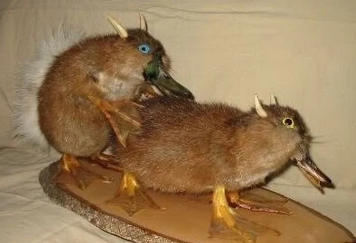 When taxidermists get bored, others get creepy. - Taxidermy, Scarecrow, Animals, Longpost, 