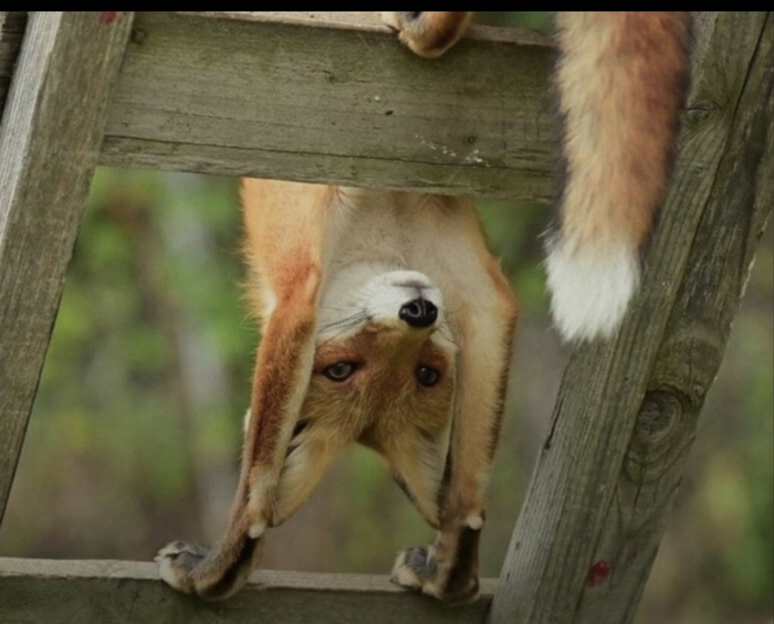 Весна ещё не пробегала ?