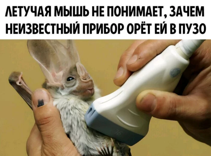 Ultrasound - Humor, Biology, Bat, Ultrasound, Picture with text, 