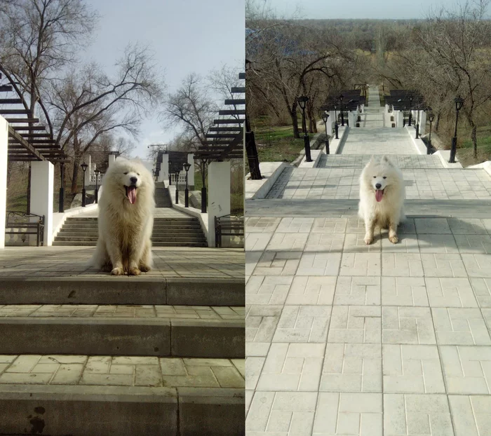 Stairs to the observation deck of Volzhsky + Samoyed - My, Samoyed, Dog, Dog North, The photo, Volzhsky, 