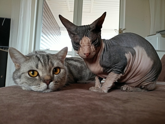 Веня и Шуня