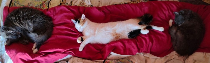 Котячий ренессанс