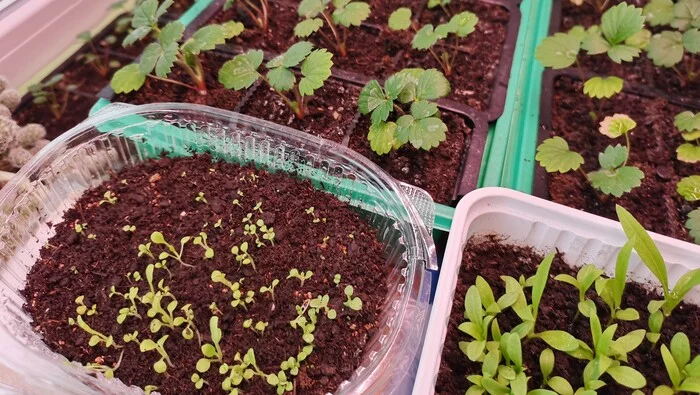 Overview of ALL SEEDLINGS at the end of March 2022 - My, Seedling, Garden, Garden, Tomatoes, Pepper, Eggplant, Plants, Video, Youtube, Longpost, 