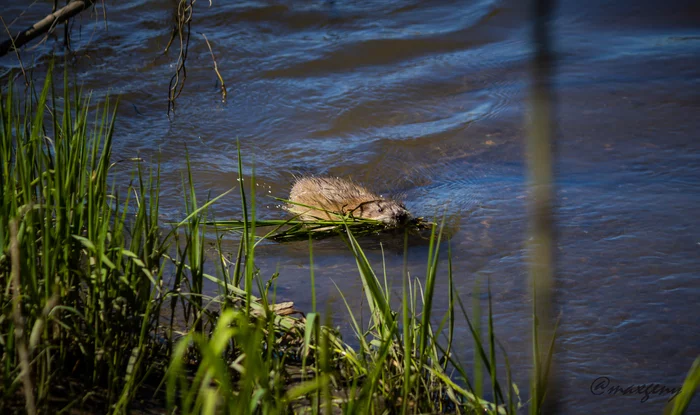 Muskrat - My, Nature, River, The nature of Russia, wildlife, Wild animals, Muskrat, Canon, Relaxation, Longpost, 