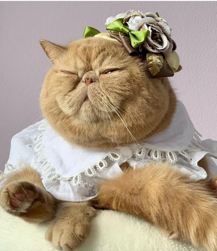 Spring has already come and there are still no grooms. - Fat cats, Bride, Instagram, Spring, cat, 