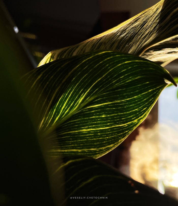 Педофилон педобиркин (П.С.: По версии одного из комментаторов)