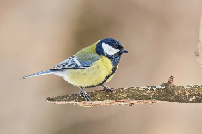 Are there any seeds? - My, Birds, Ornithology, Big, The photo, 