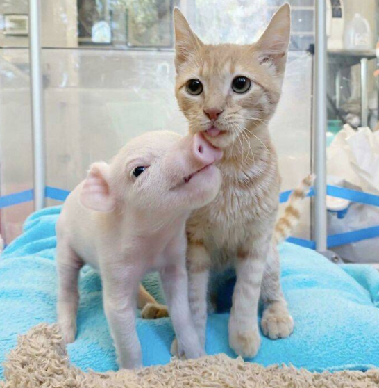 Friends - The photo, Mood, Good mood, Happiness, Pets, Positive, Kittens, Paws, friendship, Animals, Piglets, Pig, cat, 