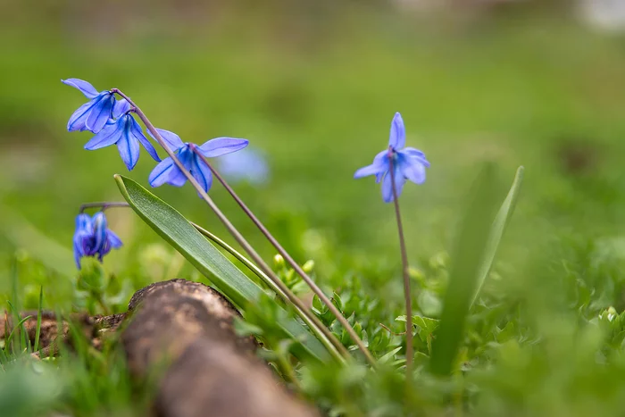 Primroses - My, Primroses, Spring, Macro photography, Helios44-2, Longpost, Nature, The nature of Russia, Nikon, 