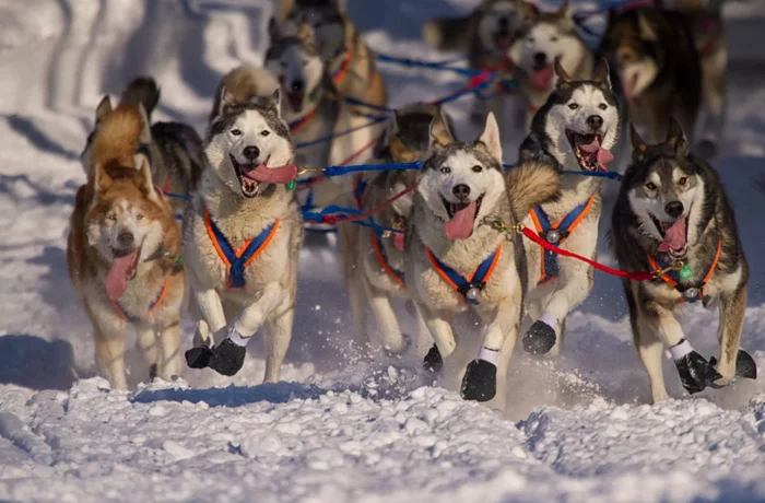 Sled dogs: In the summer, they do not feed to get food on their own. What are the unique features of this category of dogs? - Dog sled, Dog, Animal book, Yandex Zen, Video, Youtube, Longpost, 