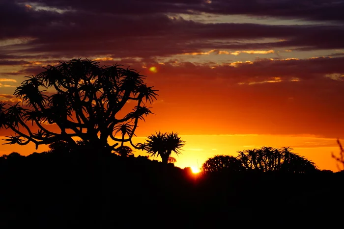 Quiver tree forest, Namibia - My, Africa, Namibia, South Africa, Mars, Venus, Travels, Longpost, , Quiver tree, Quiver tree