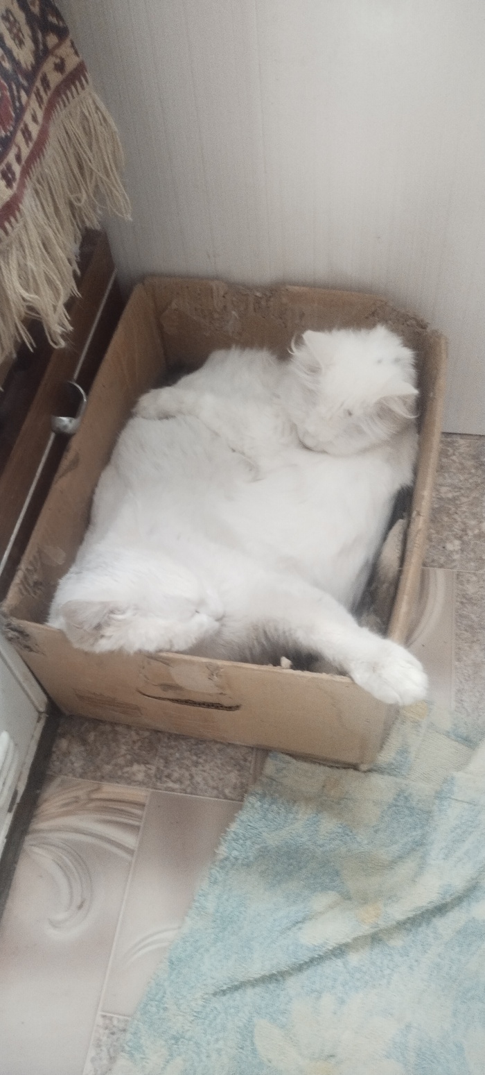 Продаю котов ,оптом пять тыщ коробка )))