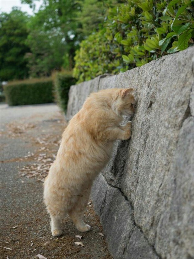 Wailing Wall - cat, From the network, Wailing Wall, 