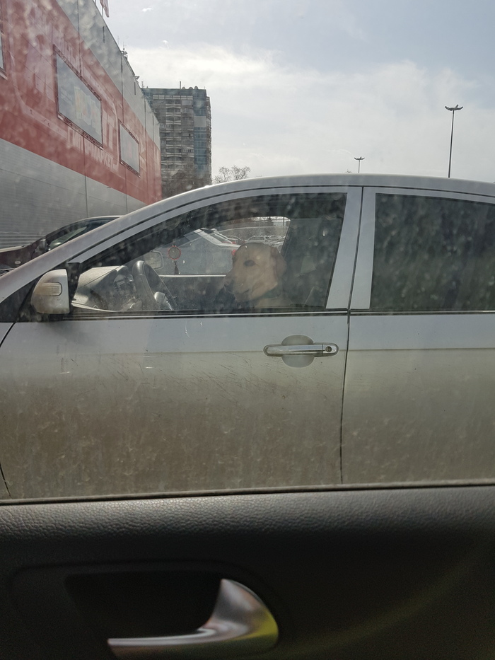 Всем подряд права выдают Собака, Машина, За рулем, Фото на тапок