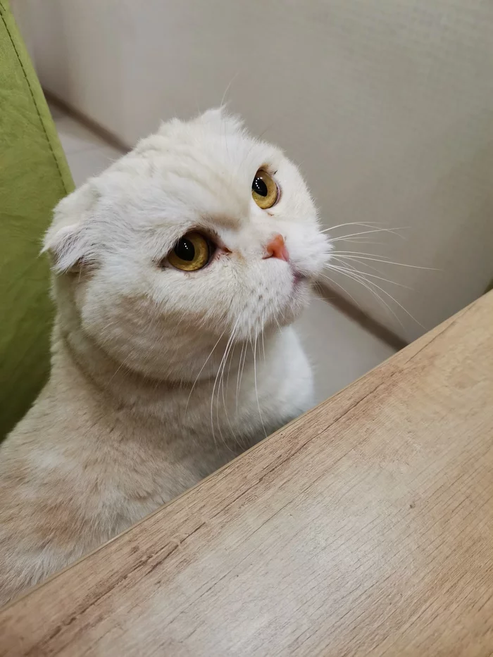 Joining the Pikabushniks - My, cat, Scottish lop-eared, 