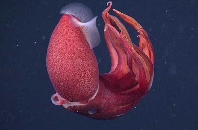 Marine scientists have filmed a rare strawberry squid in the twilight zone of the ocean off the coast of California - Squid, Clam, Cephalopods, Wild animals, Interesting, Marine life, California, USA, Underwater world, Underwater photography, Video, 