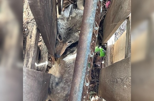 Zoo rescuers rescued a coyote that was stuck in a fence - Coyote, Canines, Wild animals, Predatory animals, Animal Rescue, Virginia, USA, Interesting, Video, 