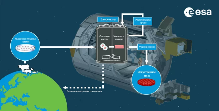 Production of artificial meat for long-term space flights - Technologies, Space, Esa, 