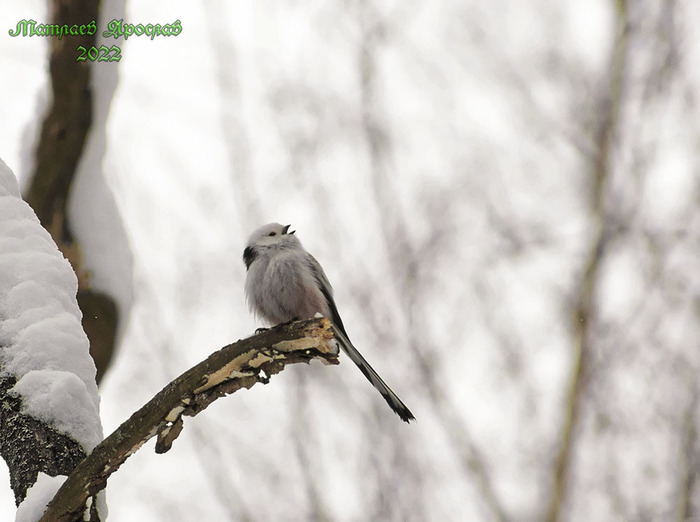ПроклЯтый белый снег Природа России, Птицы, Орнитология, Природа, Синица, Длиннохвостая синица, Лес, Весна, Фотоохота, Хобби, Фотография, Длиннопост